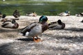 Group of mallards, wild ducks on the pond bank Royalty Free Stock Photo