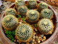 Group of Mammillaria nivosa cactus Royalty Free Stock Photo