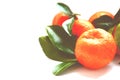 Group of mandarins, citrus fruits on white background in nostalgic colors