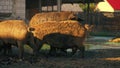 group of mangalica pigs standing and eating in the mud, hungarian domstic breed