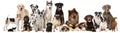 Group of many breed dogs Royalty Free Stock Photo