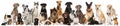 Group of many breed dogs Royalty Free Stock Photo