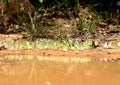 Group of many butterfly have yellow wing eating salt on ground have reflect on water