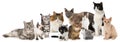 Group of many cats on white background