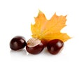 Group of many chestnuts with autumn leaves Royalty Free Stock Photo