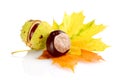 Group of many chestnuts with autumn leaves Royalty Free Stock Photo