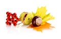 Group of many chestnuts with autumn leaves Royalty Free Stock Photo