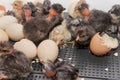 A group of many dark newborns cute little chickens near hatching eggs in an incubator close-up of poultry farming