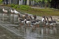 Group of many domestic ducks return in the rain