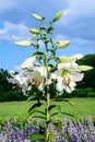 Group of many large white flowers and buds of Lilium or Lily plant in a British cottage style garden in a sunny summer day, Royalty Free Stock Photo