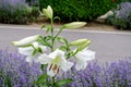 Group of many large white flowers and buds of Lilium or Lily plant in a British cottage style garden in a sunny summer day,