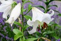 Group of many large white flowers and buds of Lilium or Lily plant in a British cottage style garden in a sunny summer day,