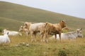 A group of many newborn cows in the nature