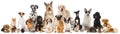 Group of many pets Royalty Free Stock Photo