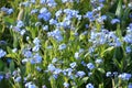 Group of many small blue forget me not or Scorpion grasses flowers, Myosotis, in a garden in a sunny spring day, beautiful outdoor