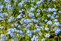 Group of many small blue forget me not or Scorpion grasses flowers, Myosotis, in a garden in a sunny spring day