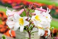 Group of many small white flowers of Lilium or Lily plant in a British cottage style garden in a sunny summer day, beautiful outdo Royalty Free Stock Photo