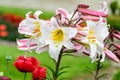 Group of many small white flowers of Lilium or Lily plant in a British cottage style garden in a sunny summer day, beautiful outdo Royalty Free Stock Photo