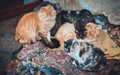 A group of many stray cats lying on the dirty carpet on the cold street outdoors Royalty Free Stock Photo