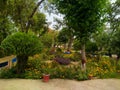 A group of many types of trees and flowers greenery and many coloured flowering plants in school Punjab Pakistan