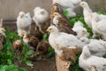 Group many white and dark brama Colombian chickens against the background of green leaves, close-up Royalty Free Stock Photo