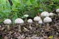 Group of many white mushrooms growing in forest, potentially poisonous fungus Shaggy parasol - Chlorophyllum rhacodes, late summer