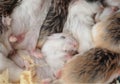 Group of many young hamster mouses white brown and black color s