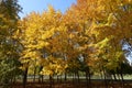 Group of maples with yellow autumnal foliage in October