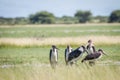 Group of Marabou storks in the high grass. Royalty Free Stock Photo