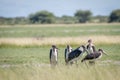 Group of Marabou storks in the high grass. Royalty Free Stock Photo