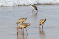 Group of Marbled Godwits feeding on shore at Laguna Beach, California Royalty Free Stock Photo