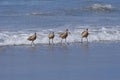 A Group of Marbled Godwits Patrolling the Surf Royalty Free Stock Photo