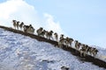 Group of Marco Polo Sheep on a snowy mountainside Royalty Free Stock Photo