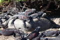Group of Marine Iguana  Amblyrhynchus cristatus  resting in the Galapagos Royalty Free Stock Photo