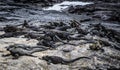 A group of marine iguanas on Fernandina Island, Galapagos, Ecuador Royalty Free Stock Photo