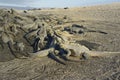 Group of Marine Iguanas, Punta Espinosa, Fernandina Island, Galapagos Islands Royalty Free Stock Photo