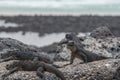 Group of marine iguanas resting on rocks Royalty Free Stock Photo