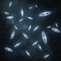 Group of marine planktonic copepod