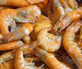 Group of marine shrimp crustaceans