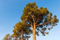 Group of Maritime Pines at Sunset against a Clear Blue Sky Royalty Free Stock Photo