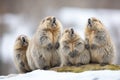 group of marmots with one vocalizing Royalty Free Stock Photo