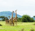 Group of Masai Giraffe Giraffa camelopardalis tippelskirchi Royalty Free Stock Photo