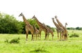 Group of Masai Giraffe Royalty Free Stock Photo