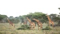 A group of Masai Giraffe in Ndutu, Serengeti, Tanzania Royalty Free Stock Photo