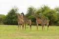 Group of 5 Masai Giraffe in the Serengeti Royalty Free Stock Photo