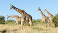 Group of Masai giraffes in Maasai Mara National Reserve, Kenya Royalty Free Stock Photo