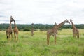 A group of Masai Giraffes spotted in the Tarangire National Park