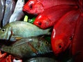 Group of mass marketable fish is called