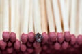 Group of matchstick close up macro shot, Royalty Free Stock Photo