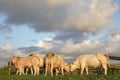 Group of meat cows, blonde aquitaine, eating straw